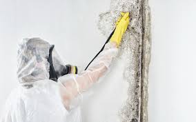 Best Commercial Mold Inspection  in Port Byron, IL